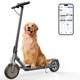 Sigravy Electric Scooter Adult 350W 19MPH HIGH SPEED Foldable withAPP Control